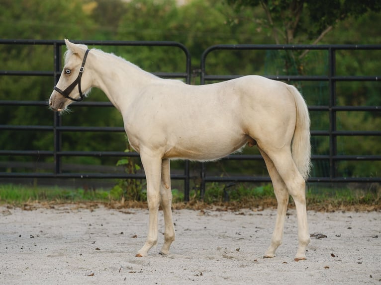 American Quarter Horse Stallone 1 Anno 150 cm Palomino in New Holland