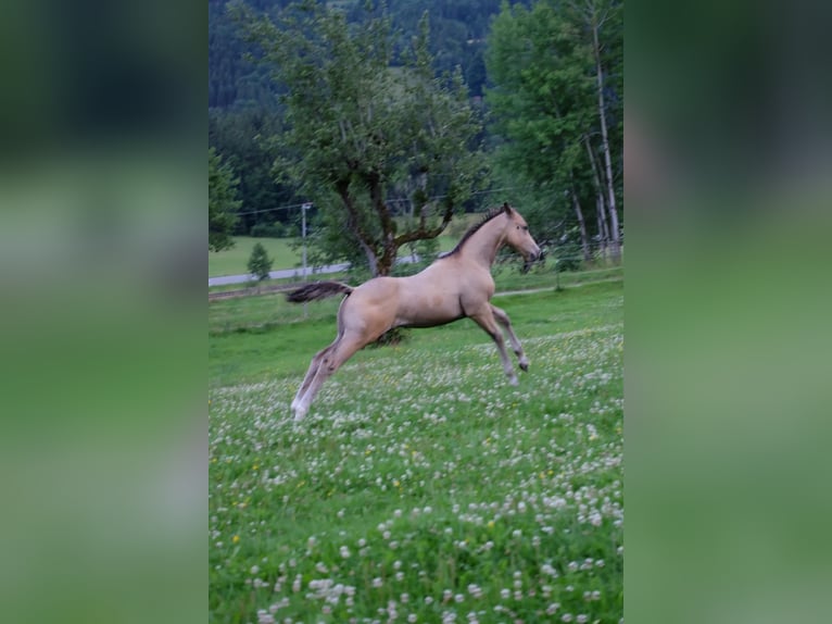 American Quarter Horse Stallone 1 Anno 150 cm Pelle di daino in Bad Kohlgrub
