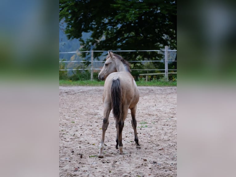 American Quarter Horse Stallone 1 Anno 150 cm Pelle di daino in Bad Kohlgrub