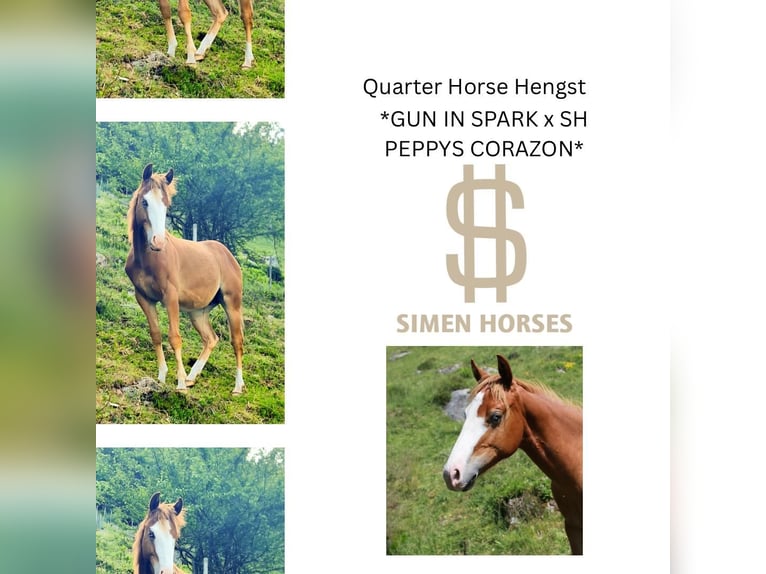 American Quarter Horse Stallone 1 Anno 150 cm Sauro in Steinen