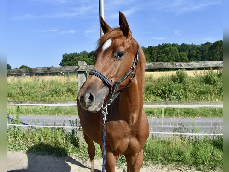 American Quarter Horse Stallone 1 Anno 150 cm Sauro in Melle