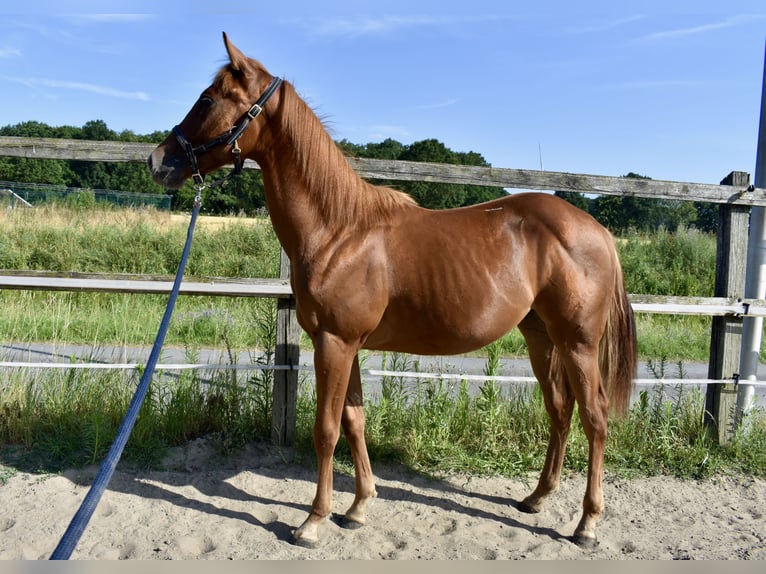 American Quarter Horse Stallone 1 Anno 150 cm Sauro in Melle