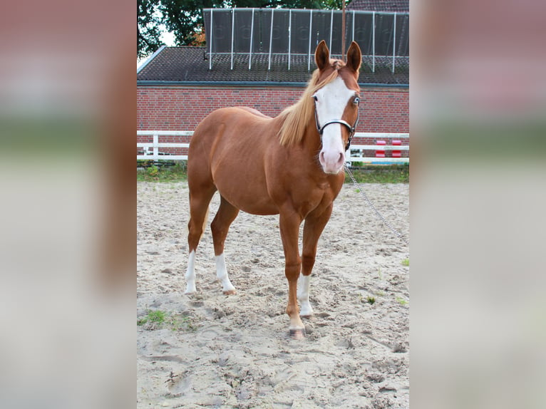 American Quarter Horse Stallone 1 Anno 150 cm Sauro in Celle