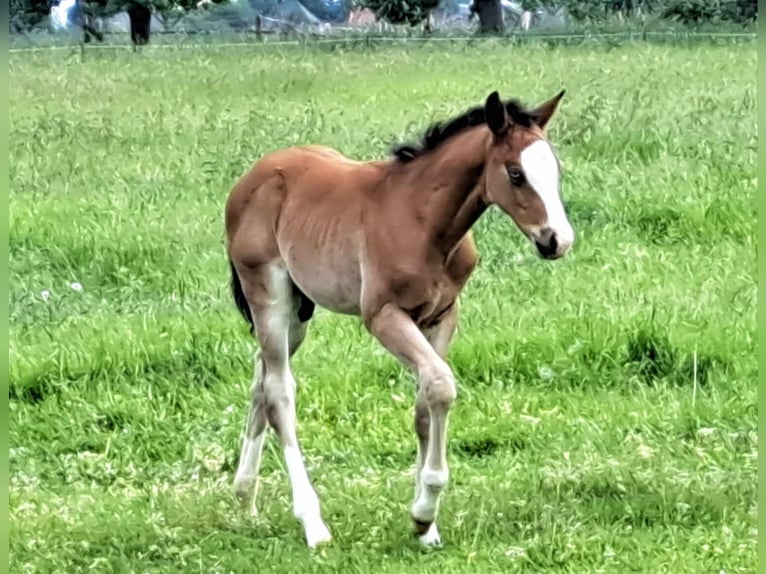 American Quarter Horse Stallone 1 Anno 152 cm Baio in Weste