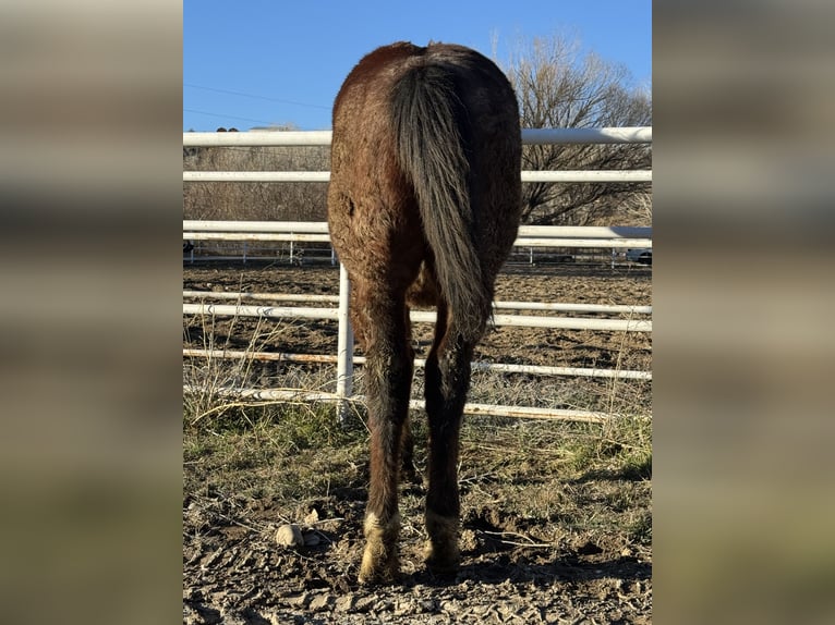 American Quarter Horse Stallone 1 Anno 152 cm Baio roano in Aztec, NM