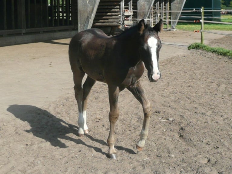 American Quarter Horse Stallone 1 Anno 152 cm Morello in Celle