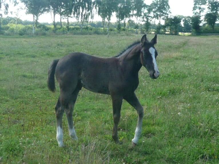 American Quarter Horse Stallone 1 Anno 152 cm Morello in Celle