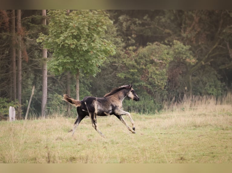 American Quarter Horse Stallone 1 Anno 152 cm Morello in Niederscheidweiler