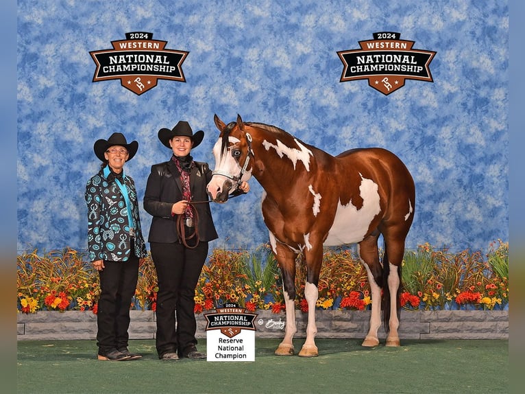 American Quarter Horse Stallone 1 Anno 152 cm Overo-tutti i colori in McNeal, AZ