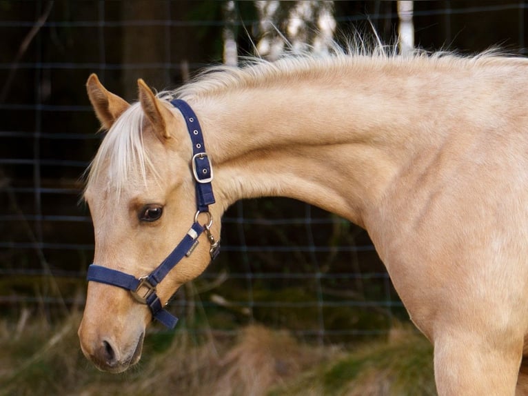 American Quarter Horse Stallone 1 Anno 152 cm Palomino in Clausthal-Zellerfeld