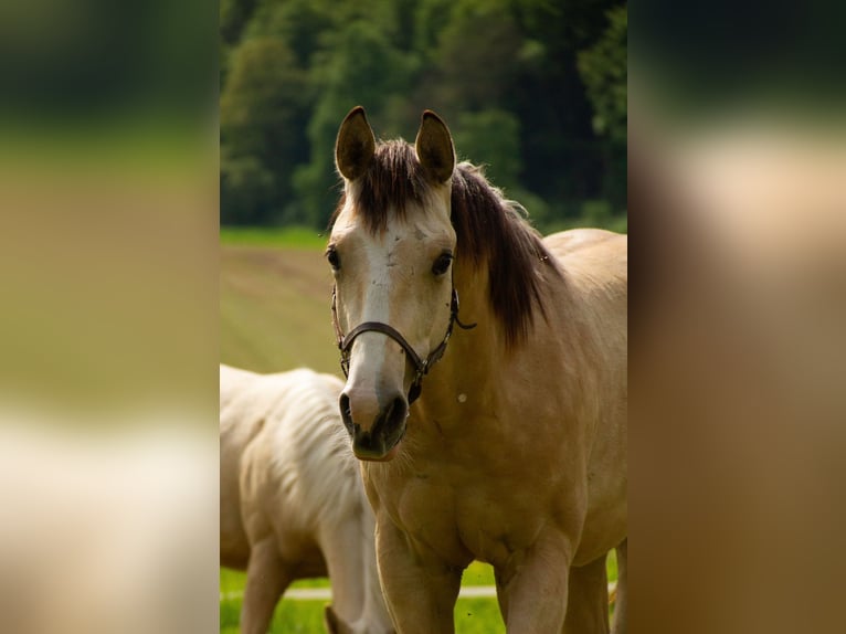 American Quarter Horse Stallone 1 Anno 152 cm Pelle di daino in Alfeld (Leine)