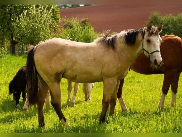 American Quarter Horse Stallone 1 Anno 152 cm Pelle di daino in Alfeld (Leine)