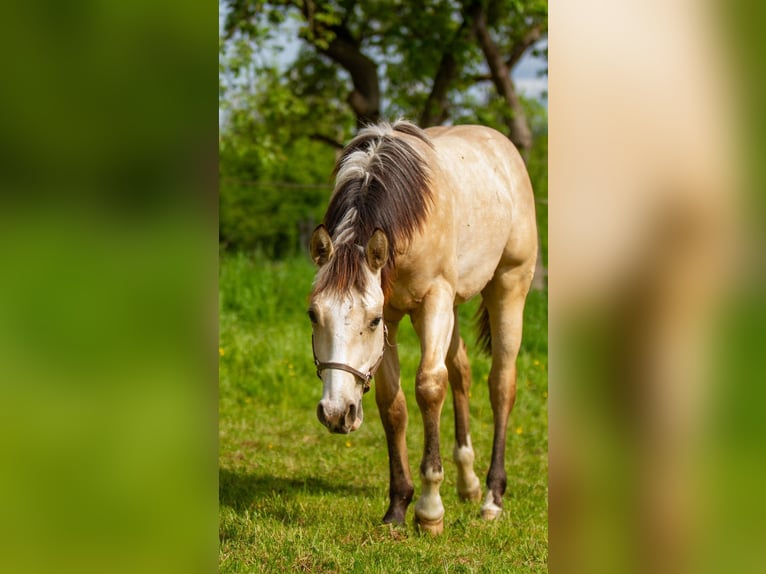 American Quarter Horse Stallone 1 Anno 152 cm Pelle di daino in Alfeld (Leine)