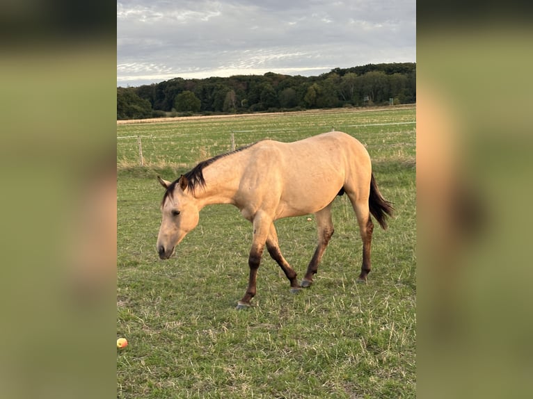 American Quarter Horse Stallone 1 Anno 152 cm Pelle di daino in Meckenheim