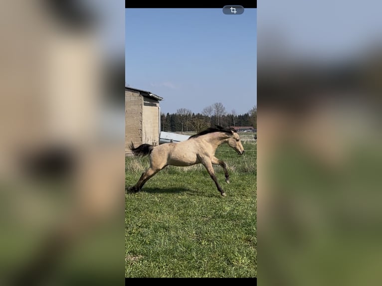 American Quarter Horse Stallone 1 Anno 152 cm Pelle di daino in Meckenheim