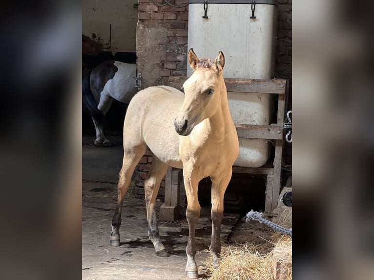 American Quarter Horse Stallone 1 Anno 152 cm Pelle di daino in Meckenheim