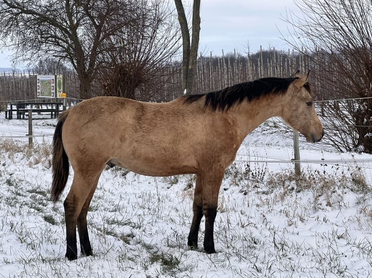 American Quarter Horse Stallone 1 Anno 152 cm Pelle di daino in Meckenheim