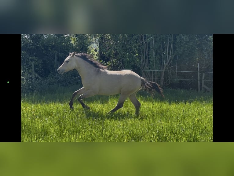 American Quarter Horse Stallone 1 Anno 152 cm Pelle di daino in Meckenheim