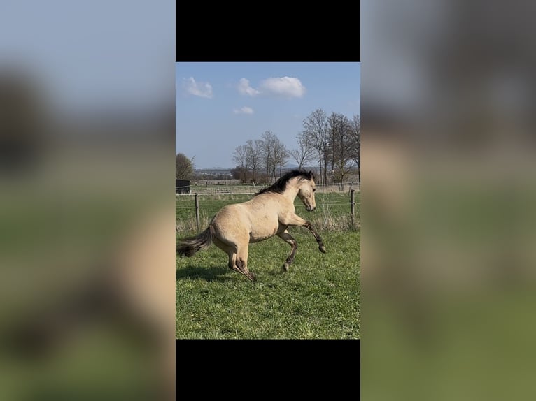 American Quarter Horse Stallone 1 Anno 152 cm Pelle di daino in Meckenheim