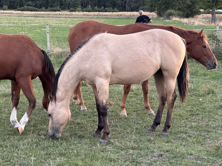 American Quarter Horse Stallone 1 Anno 152 cm Pelle di daino in Meckenheim