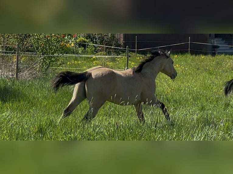 American Quarter Horse Stallone 1 Anno 152 cm Pelle di daino in Meckenheim