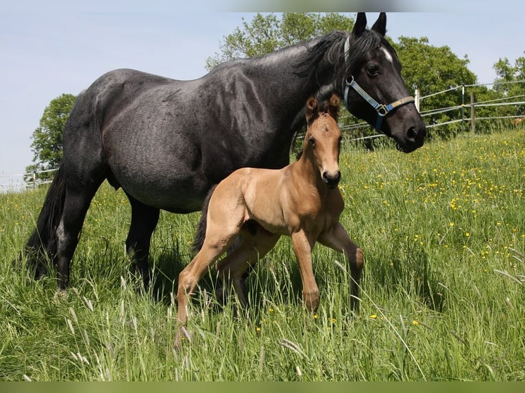 American Quarter Horse Stallone 1 Anno 153 cm Pelle di daino in Langenbach