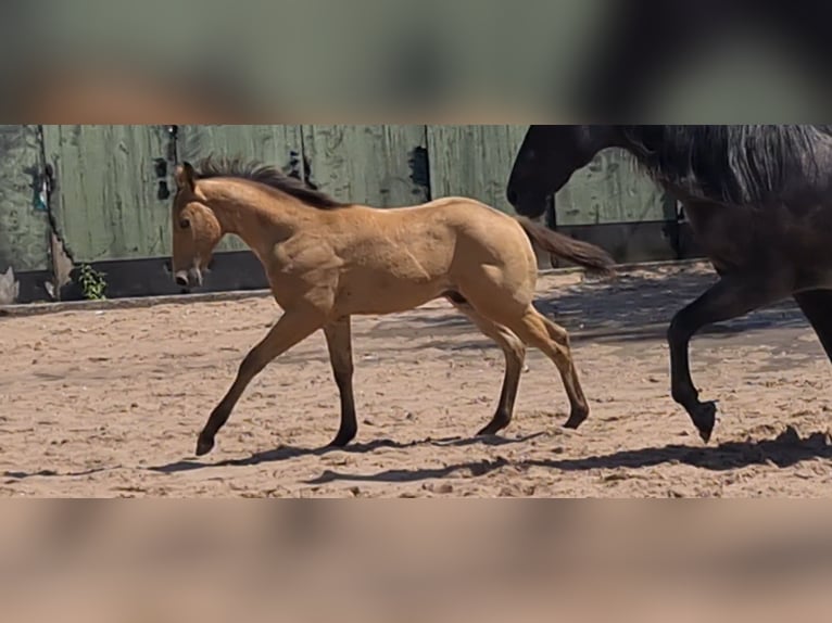 American Quarter Horse Stallone 1 Anno 153 cm Pelle di daino in Langenbach