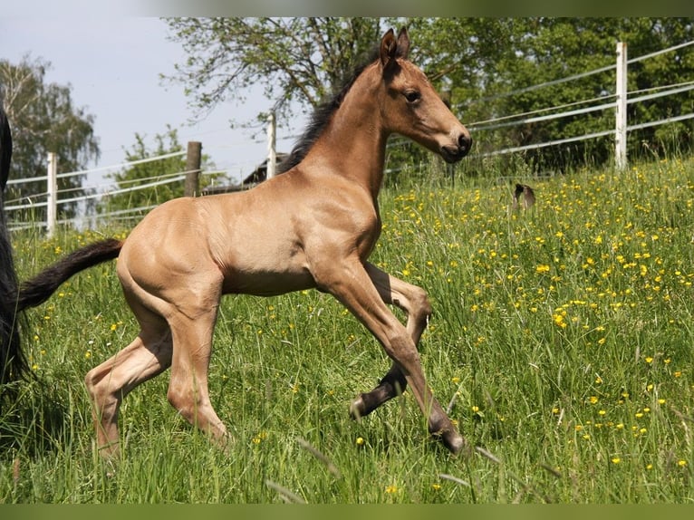 American Quarter Horse Stallone 1 Anno 153 cm Pelle di daino in Langenbach