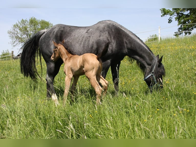 American Quarter Horse Stallone 1 Anno 153 cm Pelle di daino in Langenbach