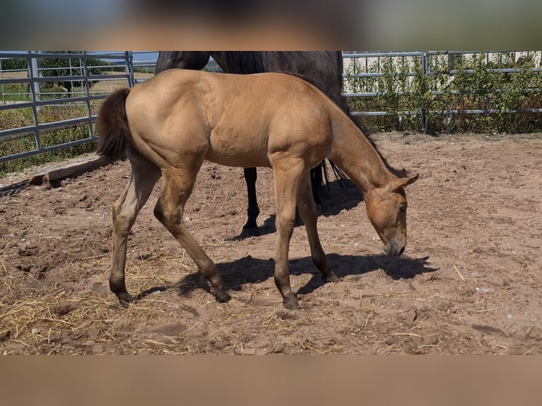 American Quarter Horse Stallone 1 Anno 153 cm Pelle di daino in Langenbach