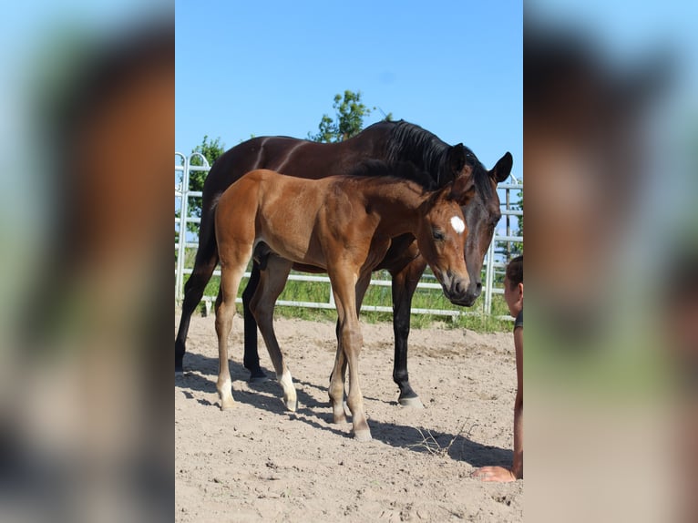 American Quarter Horse Stallone 1 Anno 153 cm Pelle di daino in Welzheim