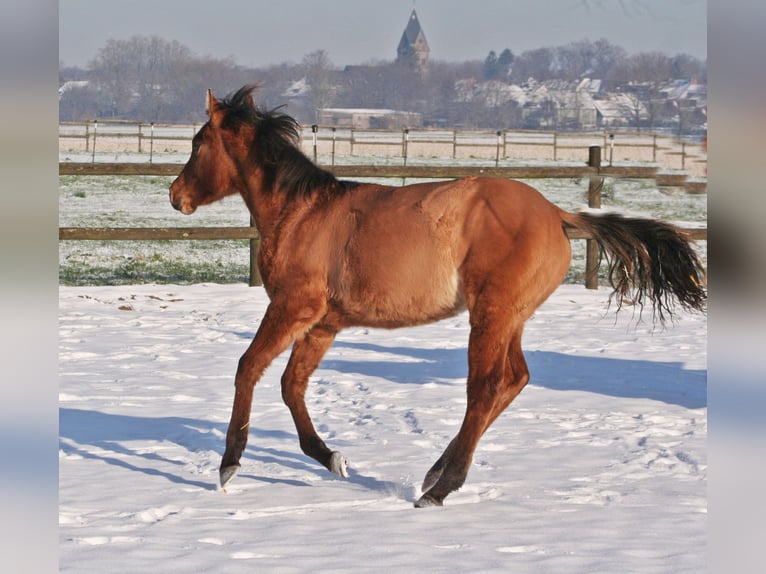 American Quarter Horse Stallone 1 Anno 154 cm Falbo in Düsseldorf