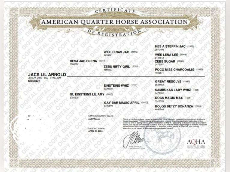 American Quarter Horse Stallone 1 Anno 155 cm Baio in Wimm