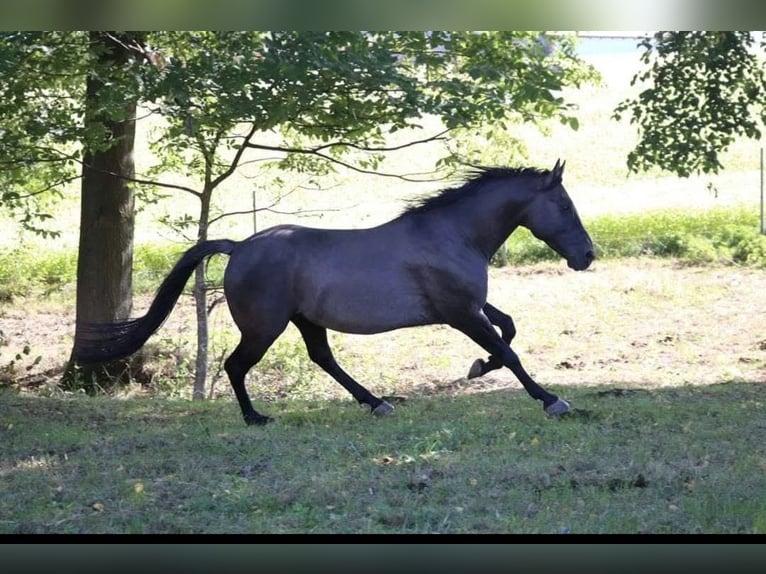 American Quarter Horse Stallone 1 Anno 155 cm Baio in Wimm