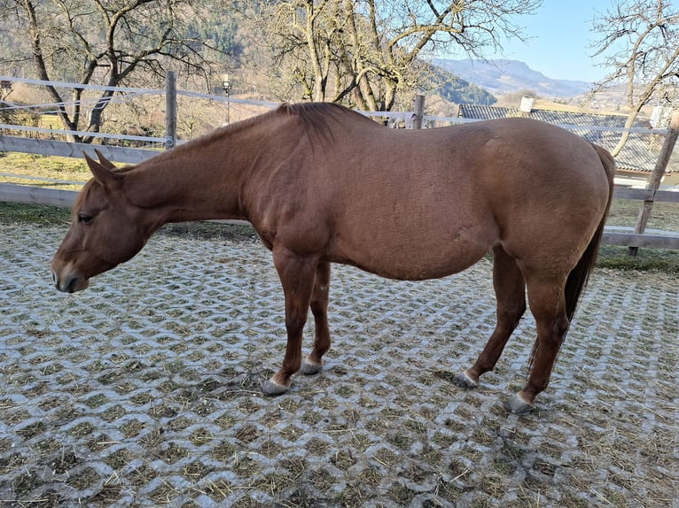 American Quarter Horse Stallone 1 Anno 155 cm Baio in Wimm