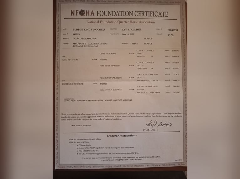 American Quarter Horse Stallone 1 Anno 155 cm Baio scuro in ST IZAIRE