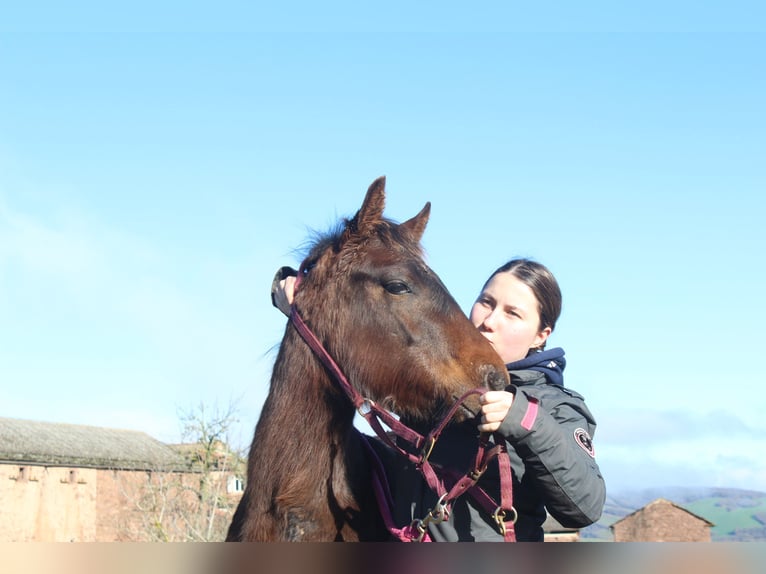 American Quarter Horse Stallone 1 Anno 155 cm Baio scuro in ST IZAIRE