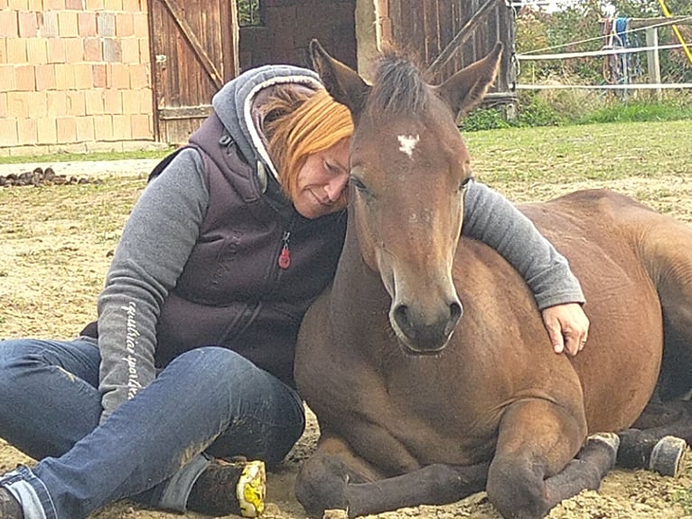 American Quarter Horse Stallone 1 Anno 155 cm Baio scuro in G&#xFC;ssing