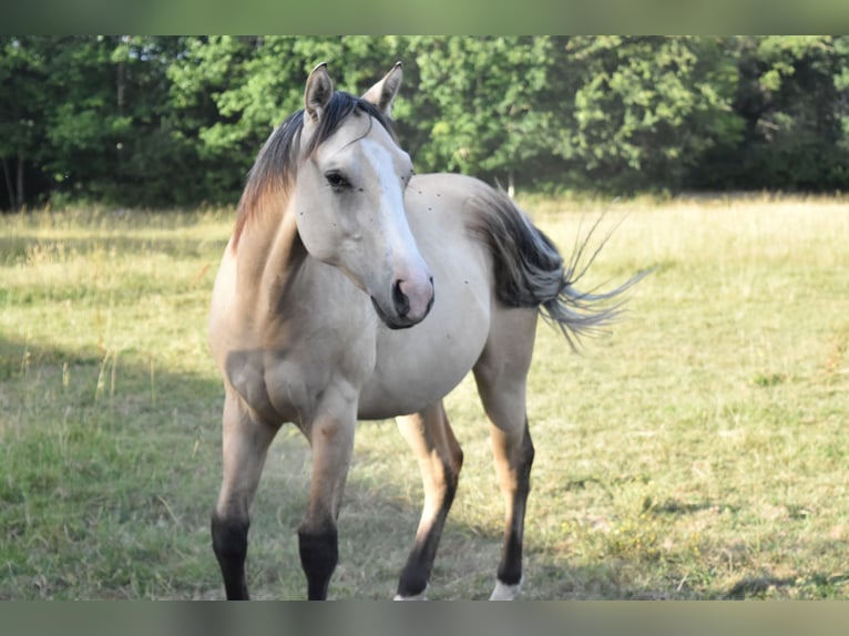 American Quarter Horse Stallone 1 Anno 155 cm Dunalino in Chambon