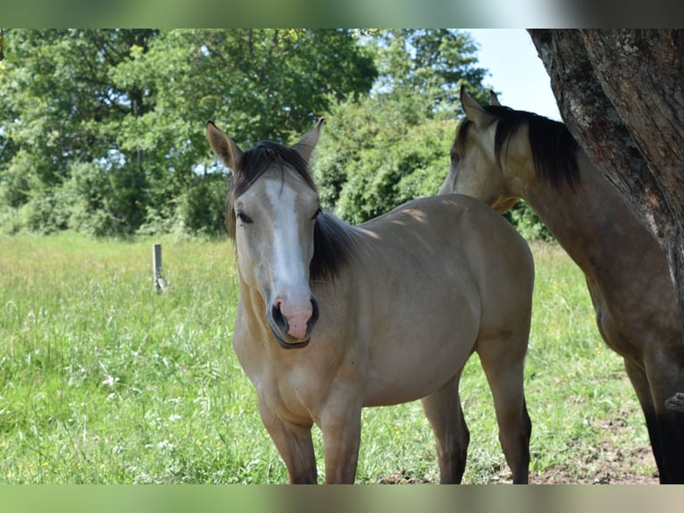 American Quarter Horse Stallone 1 Anno 155 cm Dunalino in Chambon