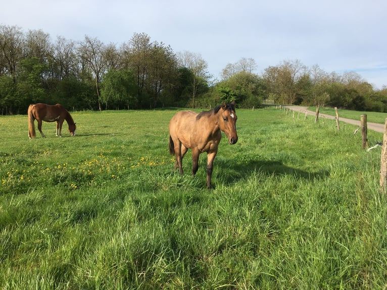 American Quarter Horse Stallone 1 Anno 155 cm Falbo baio in Petit-Réderching