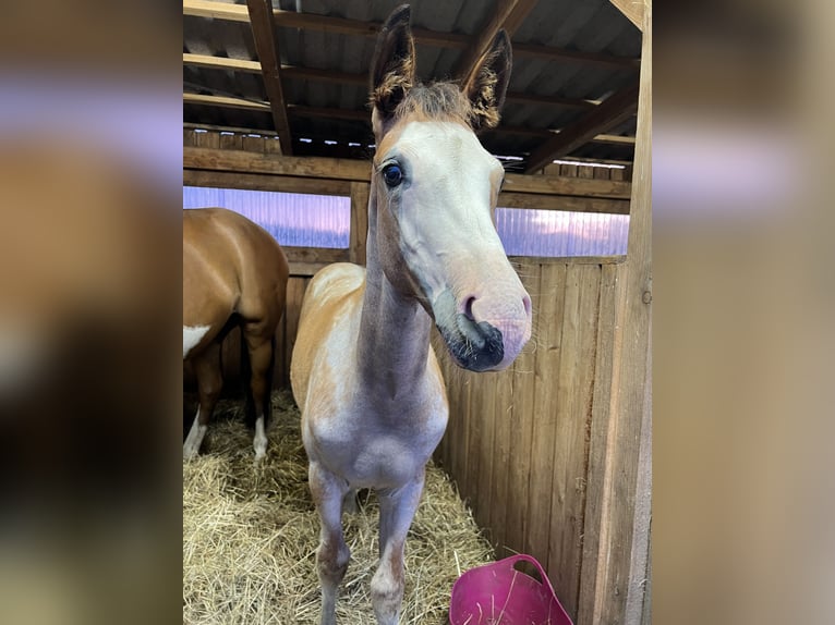 American Quarter Horse Mix Stallone 1 Anno 155 cm Overo-tutti i colori in Gelbensande