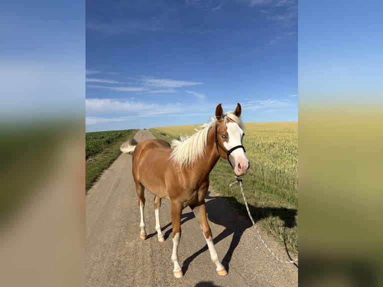 American Quarter Horse Stallone 1 Anno 155 cm Palomino in Rheinau