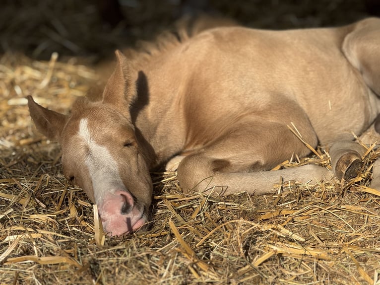 American Quarter Horse Stallone 1 Anno 155 cm Palomino in Berlin