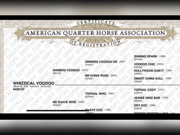 American Quarter Horse Stallone 1 Anno 155 cm Palomino in Berlin