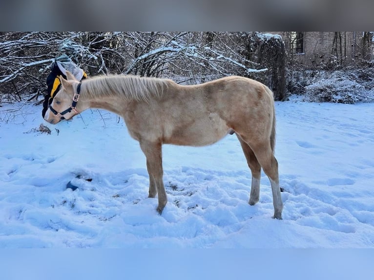 American Quarter Horse Stallone 1 Anno 155 cm Palomino in Berlin