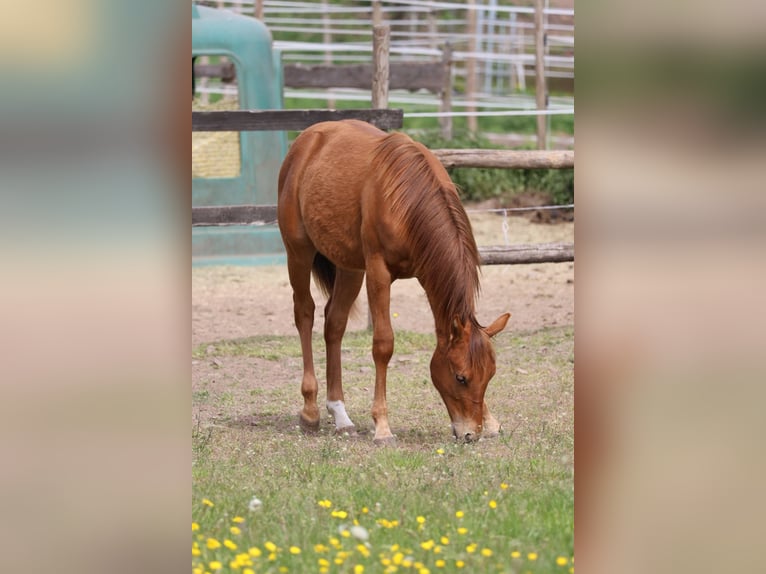 American Quarter Horse Stallone 1 Anno 155 cm Sauro in Berschweiler