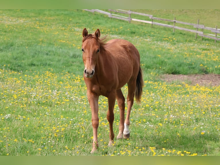 American Quarter Horse Stallone 1 Anno 155 cm Sauro in Berschweiler