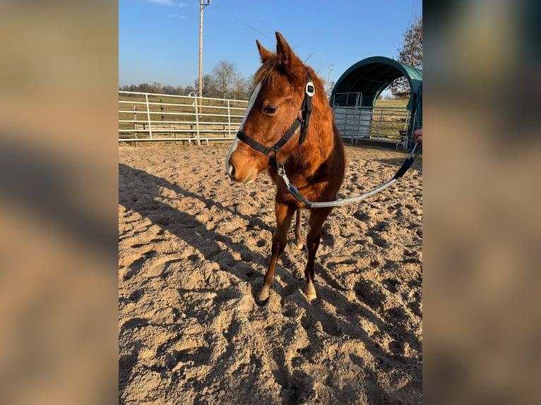 American Quarter Horse Stallone 1 Anno 156 cm Sauro in Straubenhardt