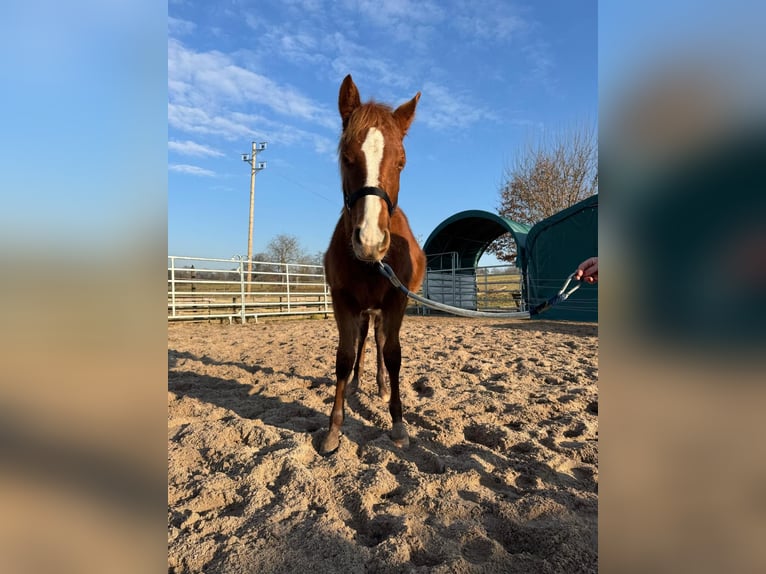 American Quarter Horse Stallone 1 Anno 156 cm Sauro in Straubenhardt